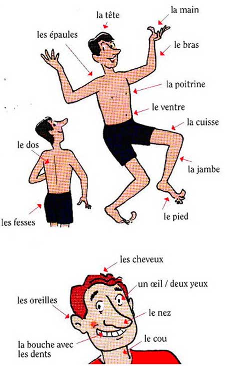 Части тела на французском языке